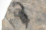 Devonian Crinoid Plate With Partial Drotops - Issoumour, Morocco #215214-2